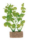 Augalas akvariumui plastmasinis mažas 12cm